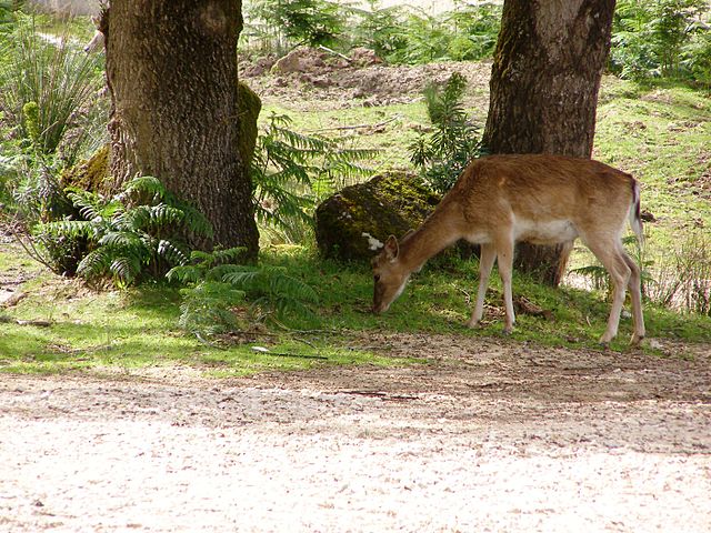 Tapada National Park