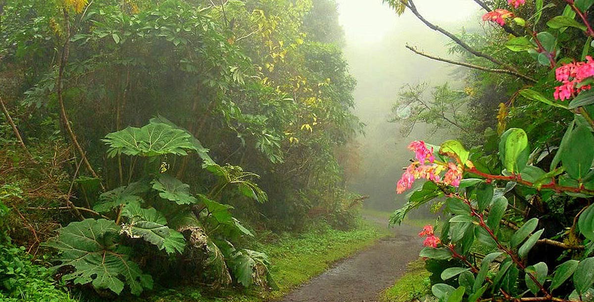 Aventura no Floresta Chuvosa 3 em 1