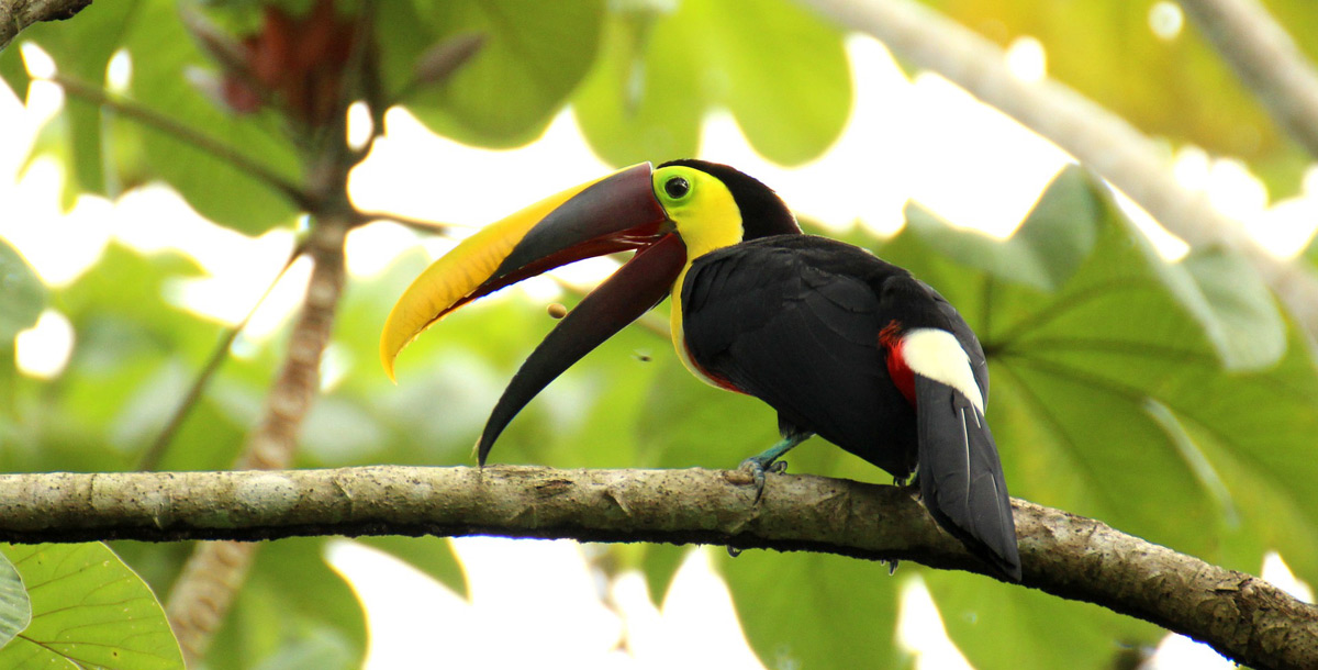 Combi Tour (Parque Natural La Paz + visita Doka Coffee Estate)