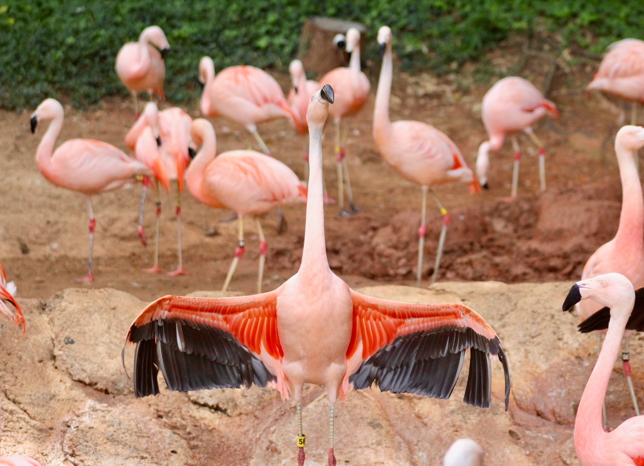 Barranquilla Zoo