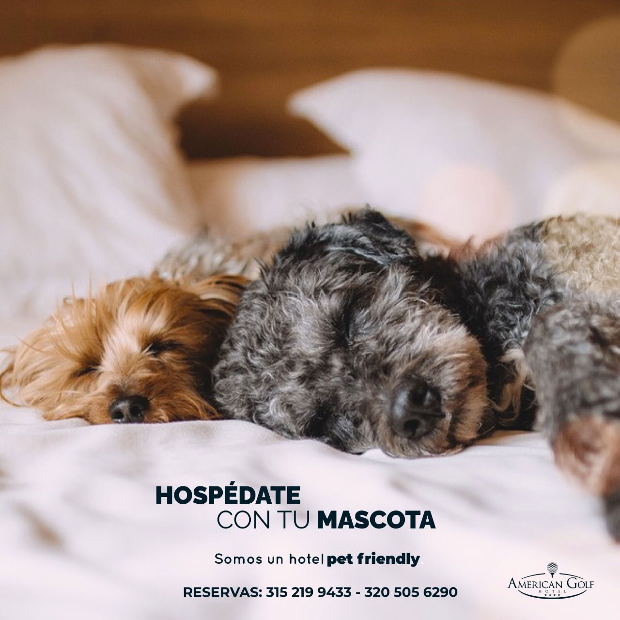 Hospédate con tu mascota