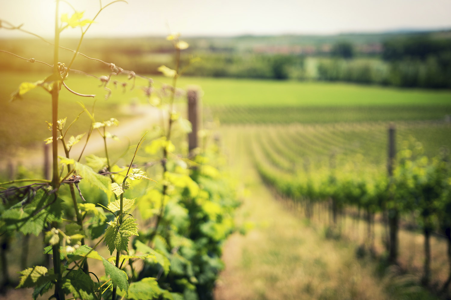Un día en Valbusenda
