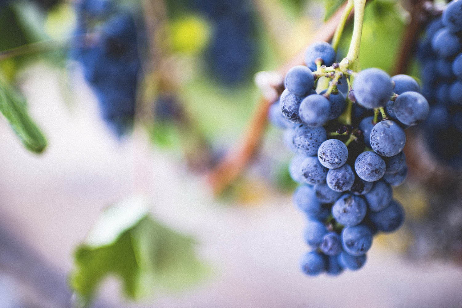 Visita a la bodega - Visita Serenidad