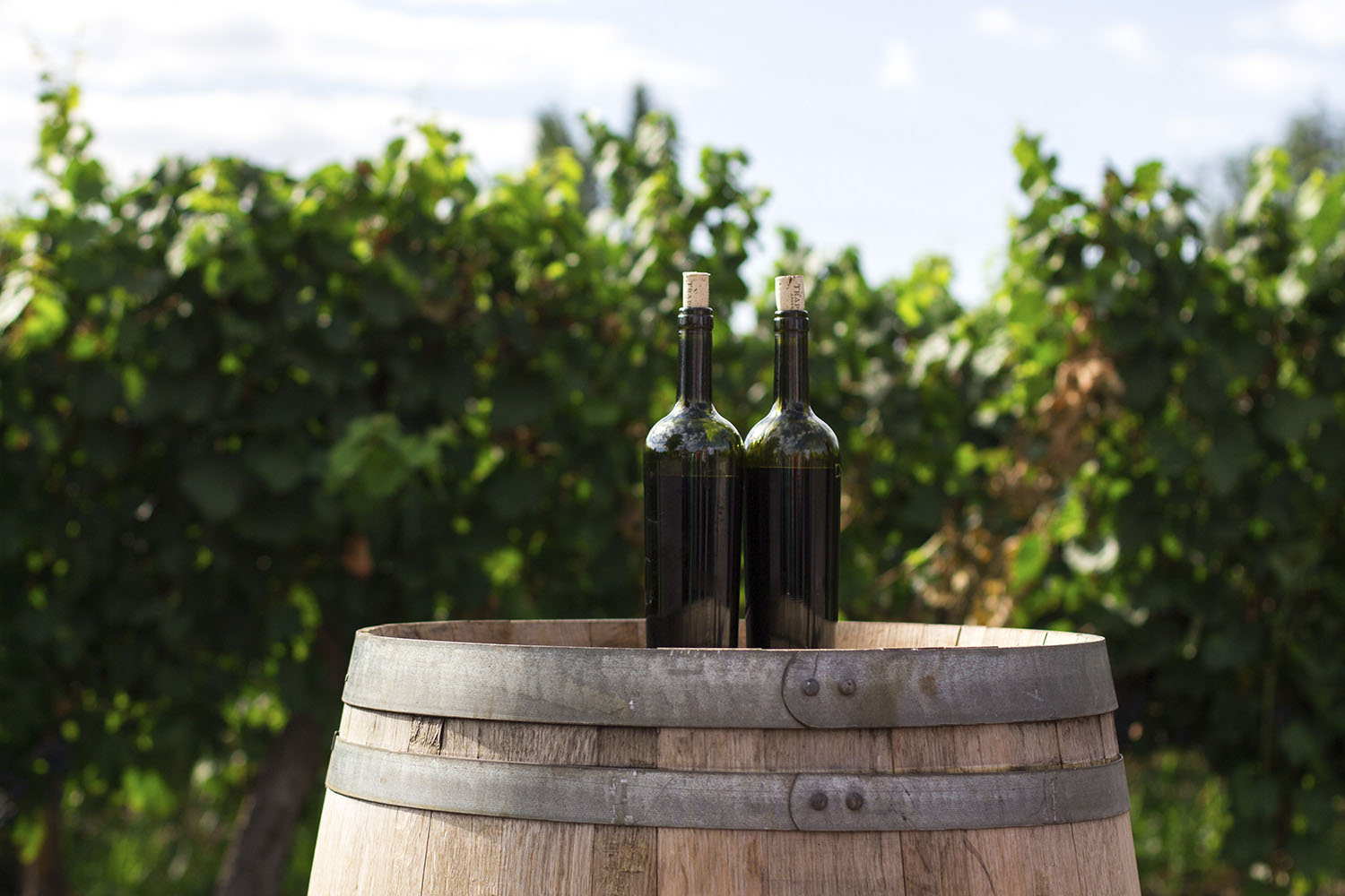 Visita a la bodega – Visita Admiración