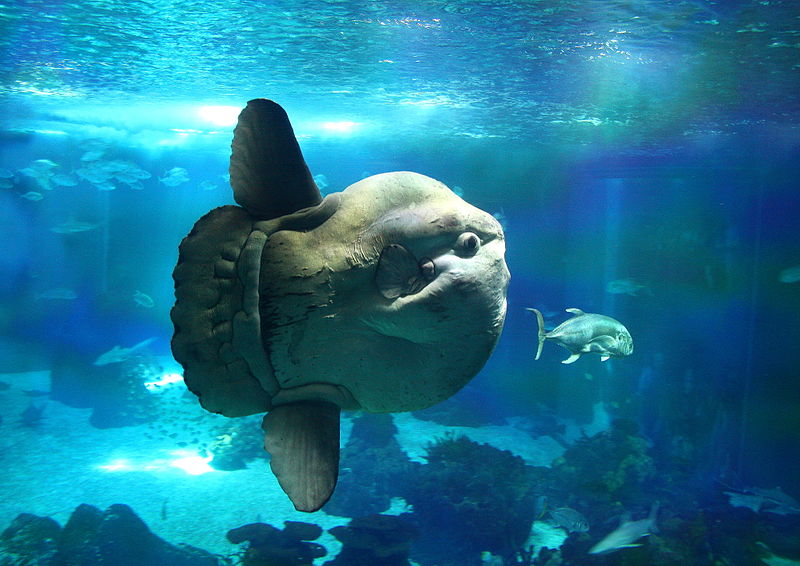 Oceanografic