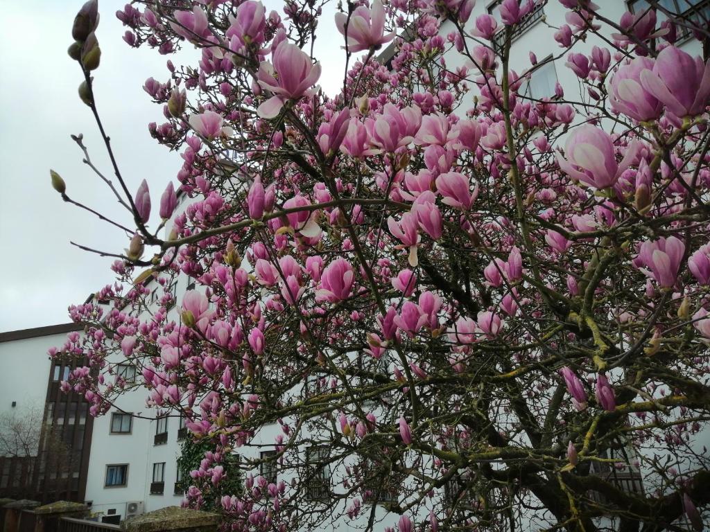 Jardim