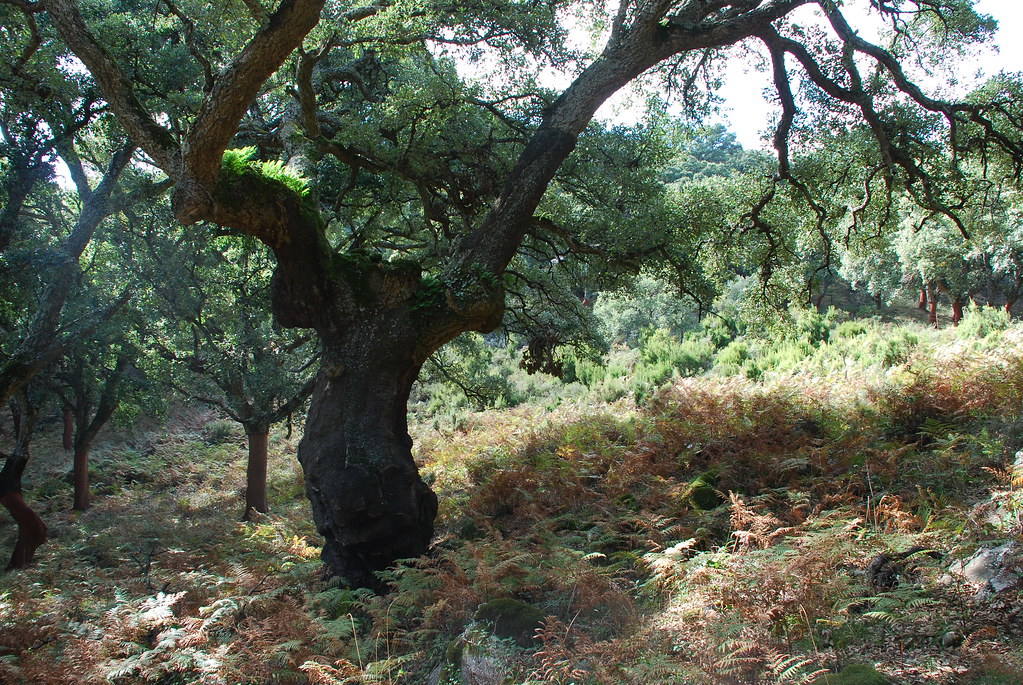 Los Alcornocales Natural Park
