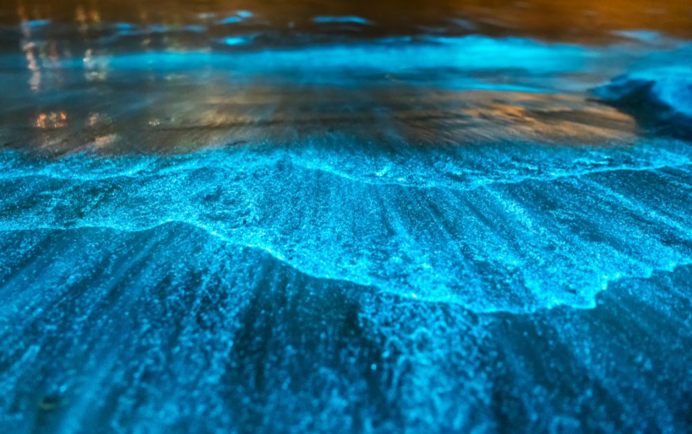 EXCURSION DE BIOLUMINESCENCE À HOLBOX