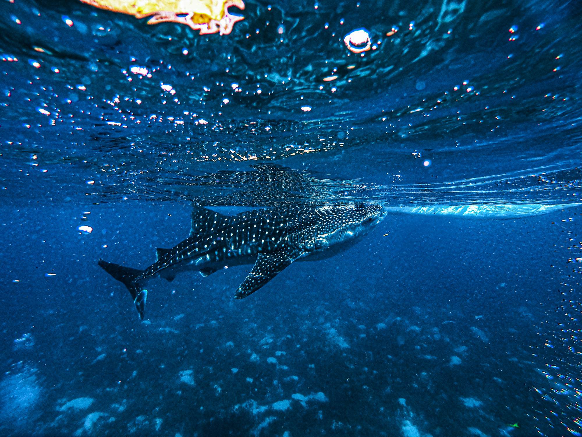 EXCURSION D’OBSERVATION ET DE NAGE AVEC LE REQUIN-BALEINE À HOLBOX