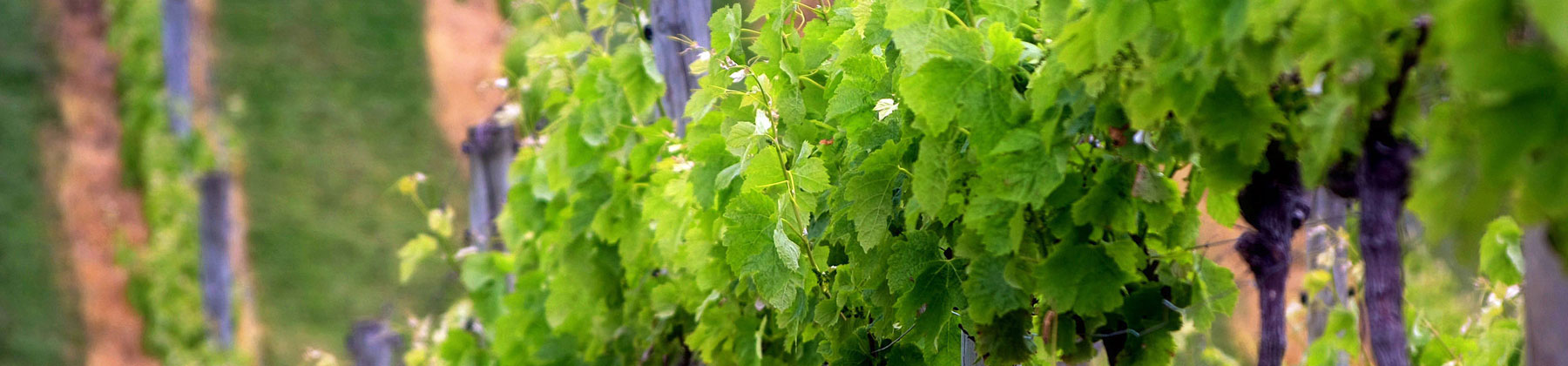 Oenology getaway in the Ribera del Duero