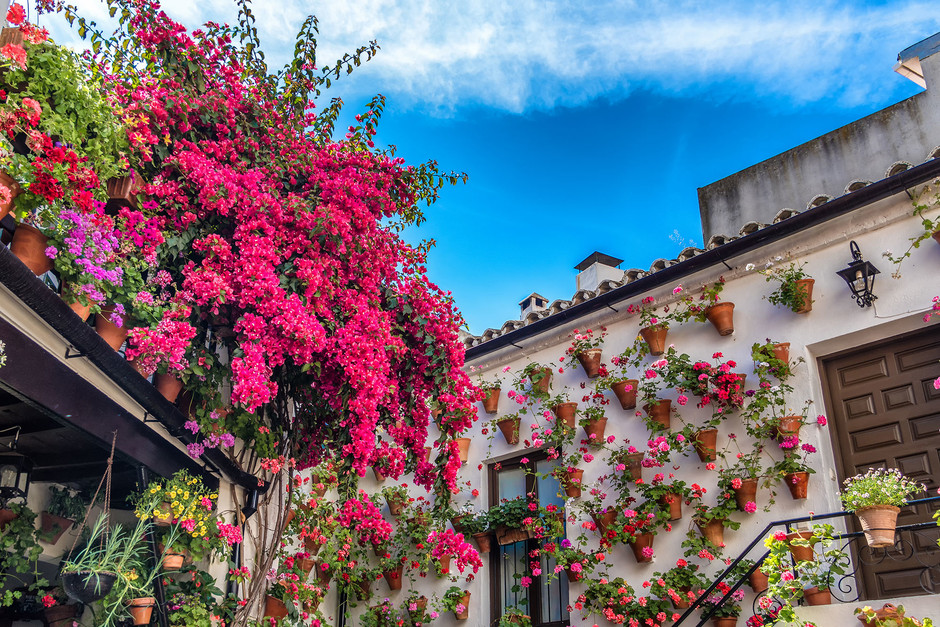 Descubre Los Patios de Córdoba
